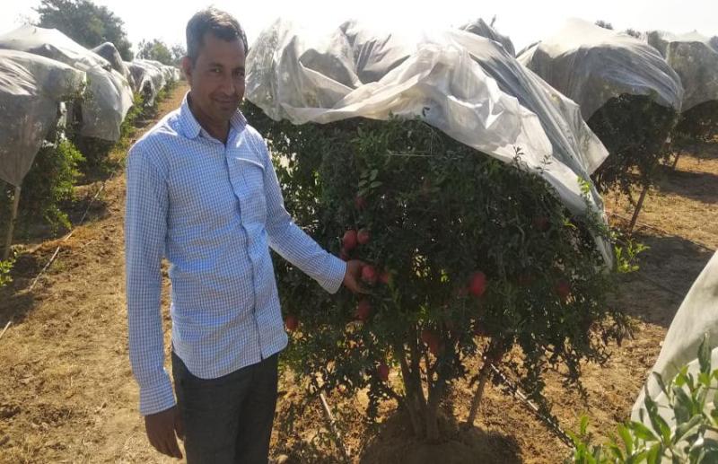 Pomegranate farming in Patan