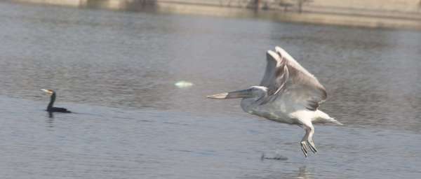 beautiful pics of birds