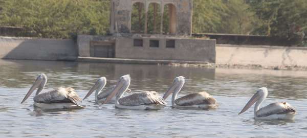 beautiful pics of birds