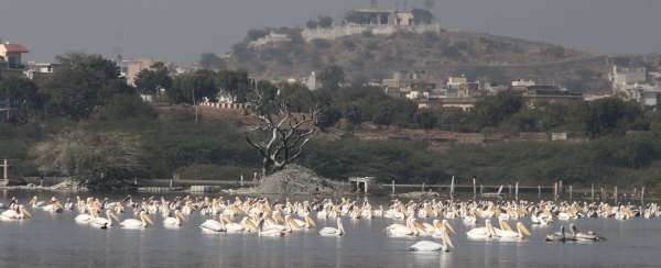 beautiful pics of birds