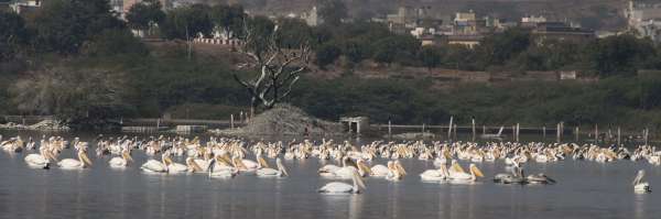 beautiful pics of birds