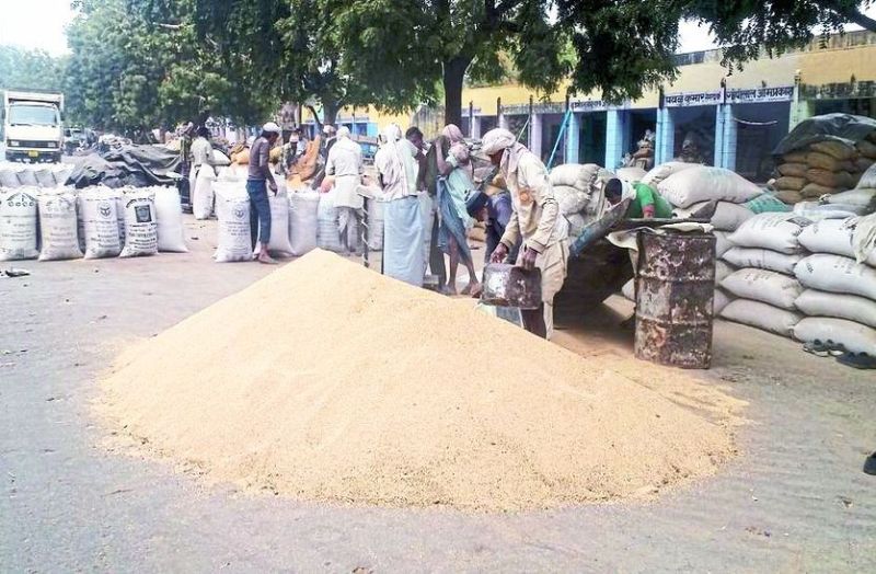 कृषि जिंस की तुलाई करते पल्लेदार।