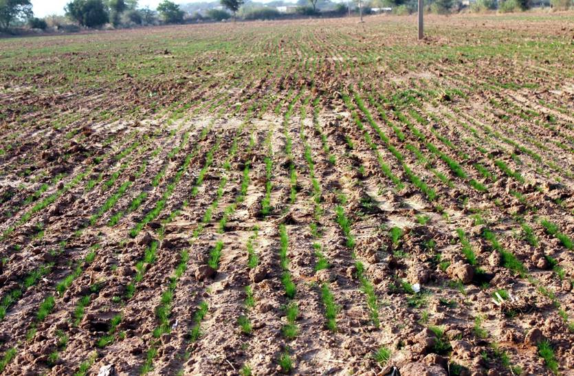 Cumin crop in crisis in Phalodi