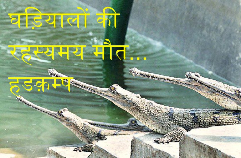 mysterious death of gharial in century
