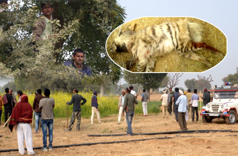 ग्रामीणों ने जरख की पीट पीट कर मौत के घाट उतार दिया।