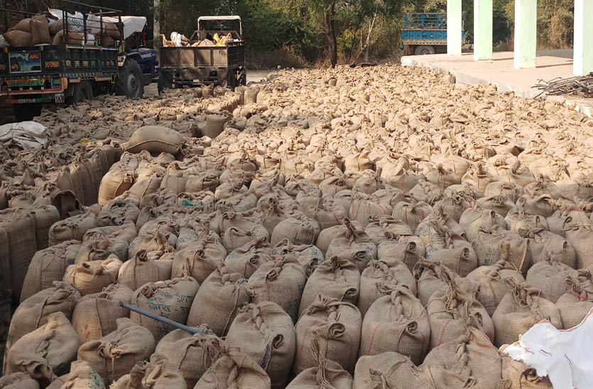 more-than-15-thousand-quintals-of-urad-purchased-in-agriculture-mandi
