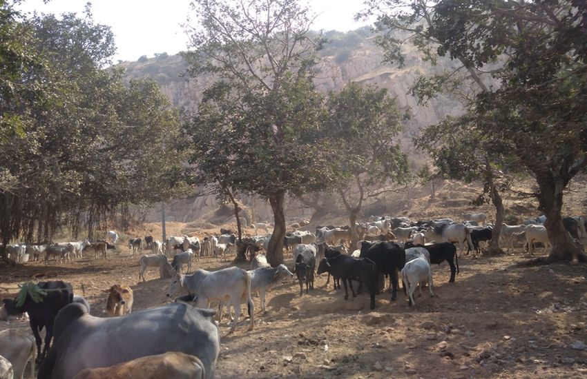 Runaway cows found Sahara