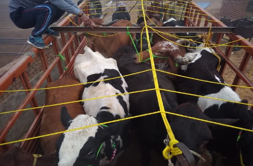 Alwar Police Arrest Cow Smugglers Smuggling Cows In Tijara Alwar