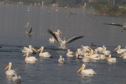 birds census start
