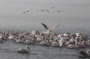 bird fair 