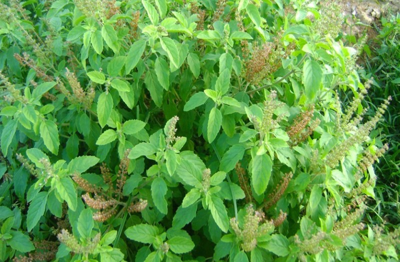 benefits of tulsi