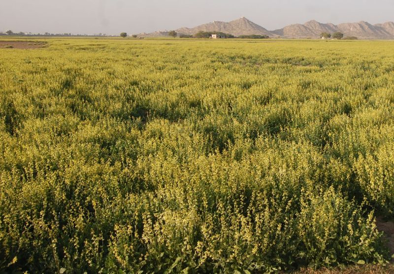 Grinning crops in fields