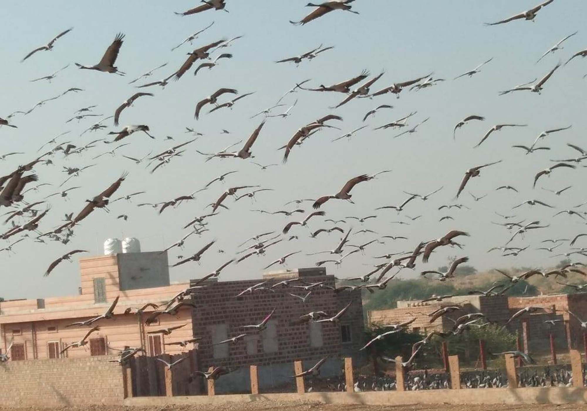 Nagaur patrika