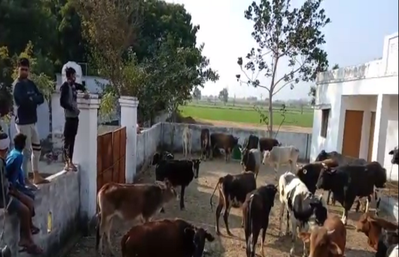cows in community center