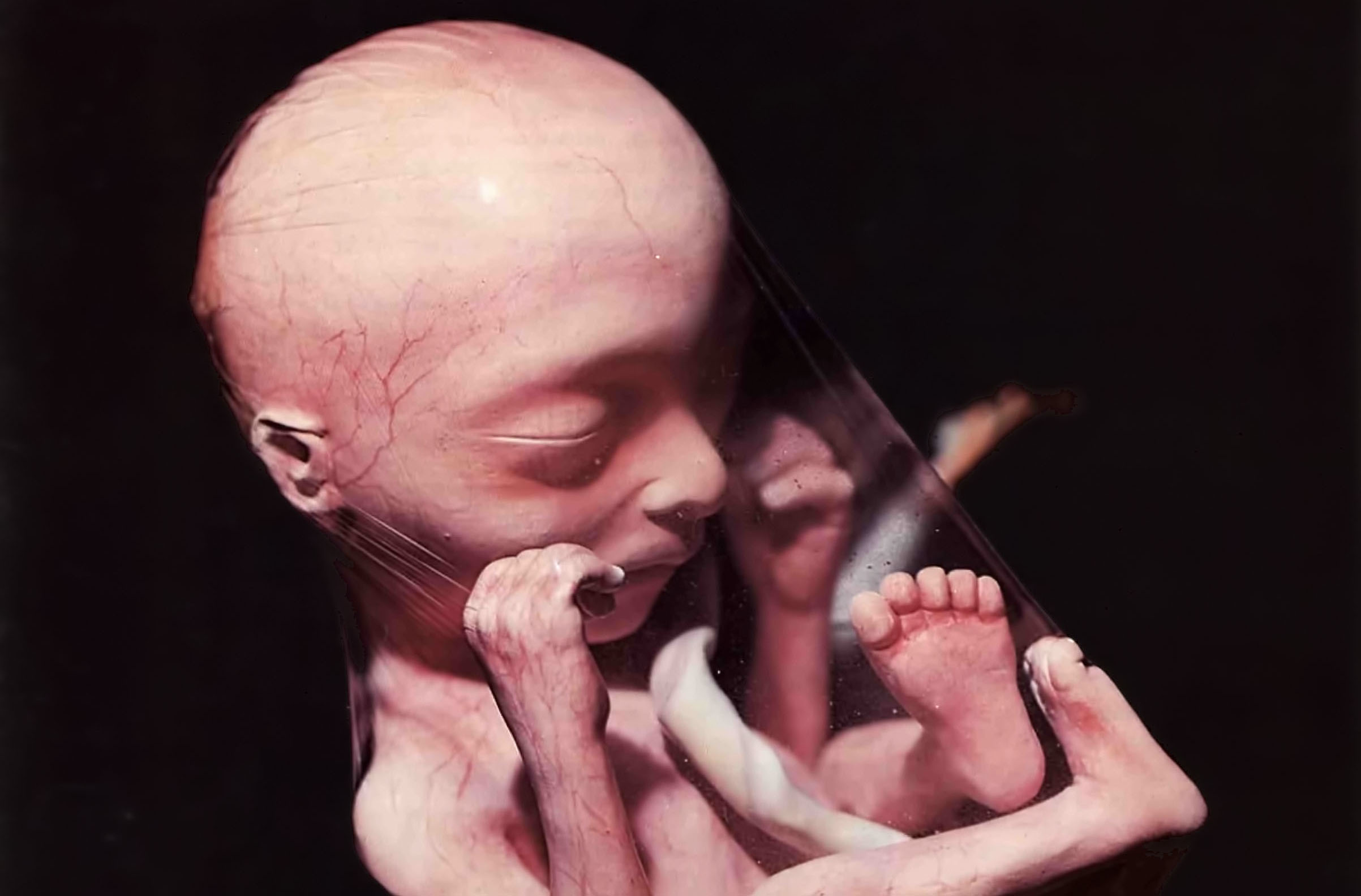 baby in mother's womb
