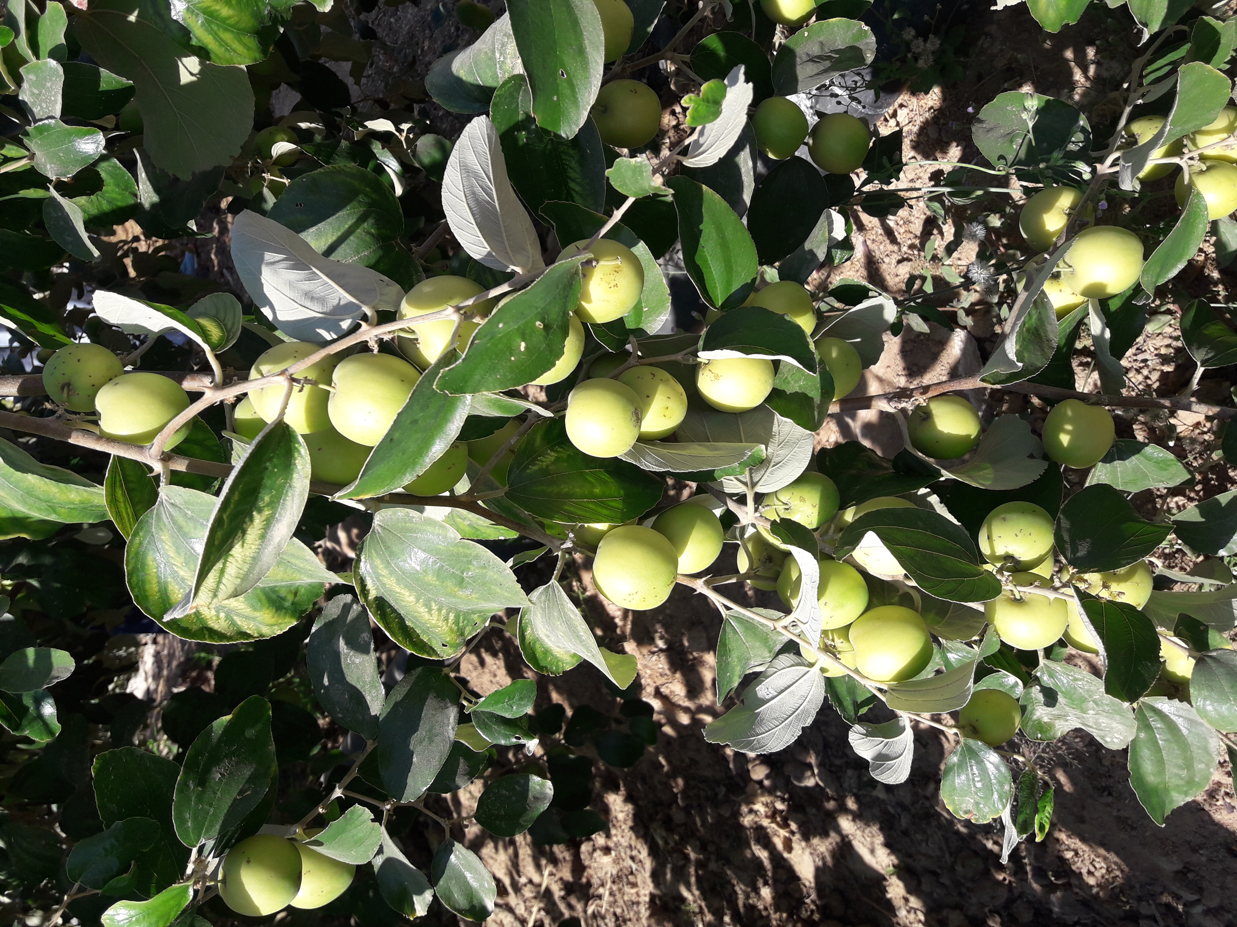 Dhanvantri garden birai: fortunate trials on Thai apple berry