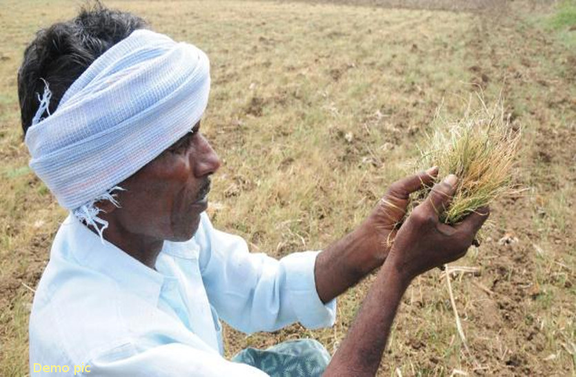 Rajasthan Farmer