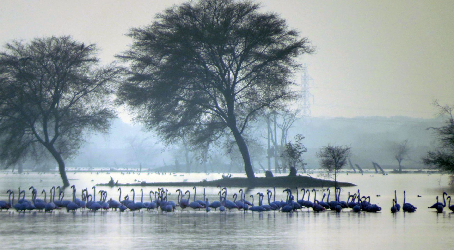 मूंडलिया खेड़ी तालाब में पहली बार नजर आए पेलिकनस, खंडिया तालाब में भी 1500 से ज्यादा पक्षी