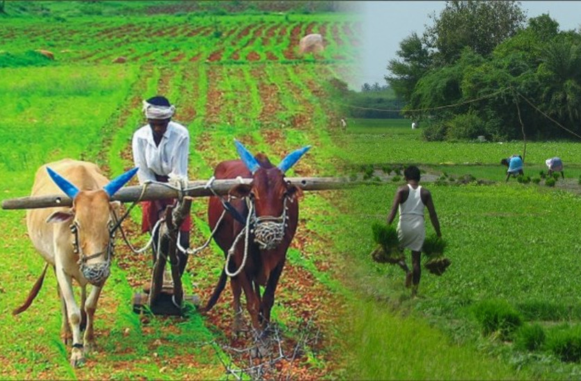 rajasthan farmers
