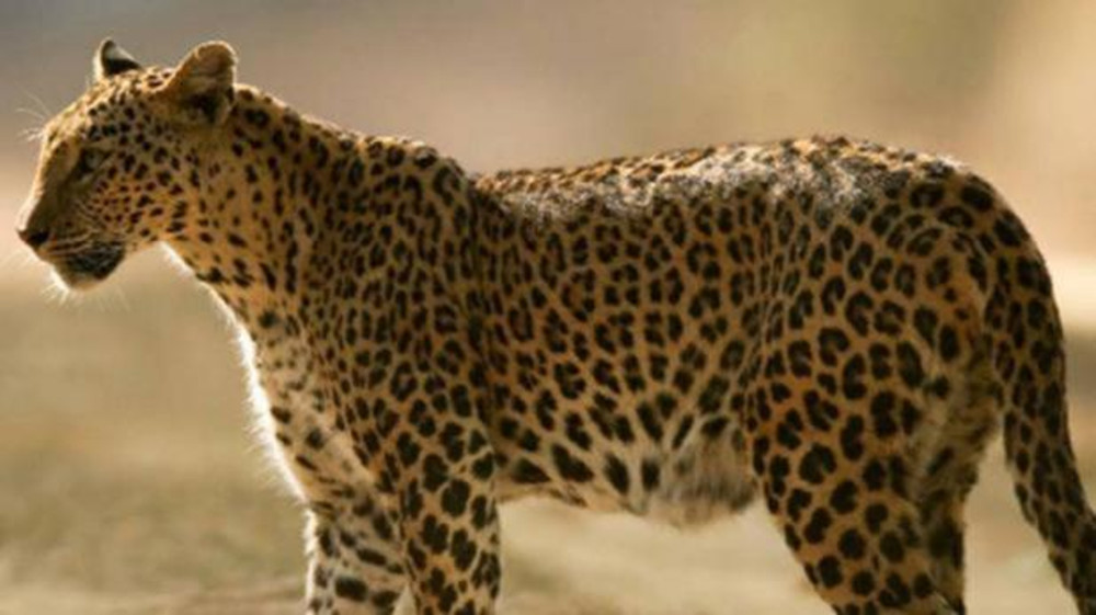 Leopard, Current, Hunting, accused, wildlife, security