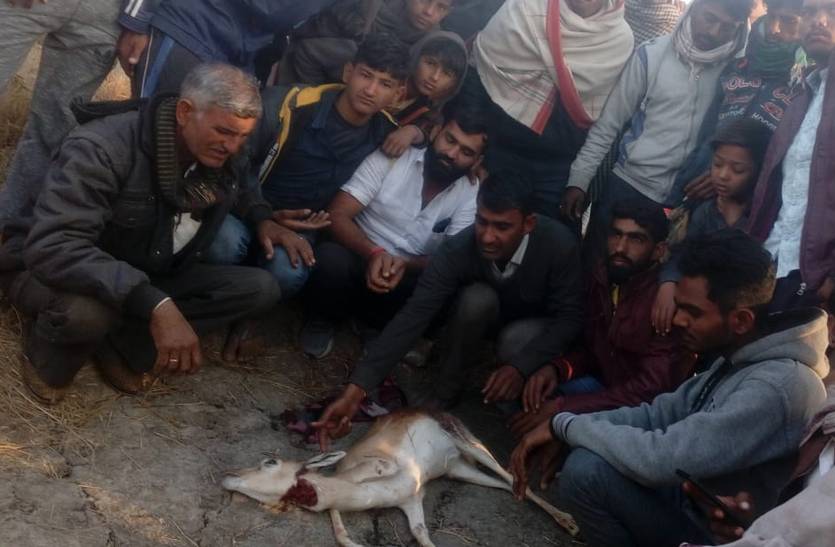 Hunting of black buck in Olvi