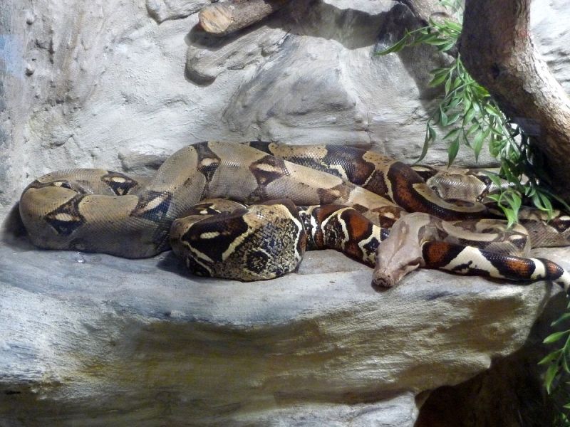 BOA CONSTRICTOR