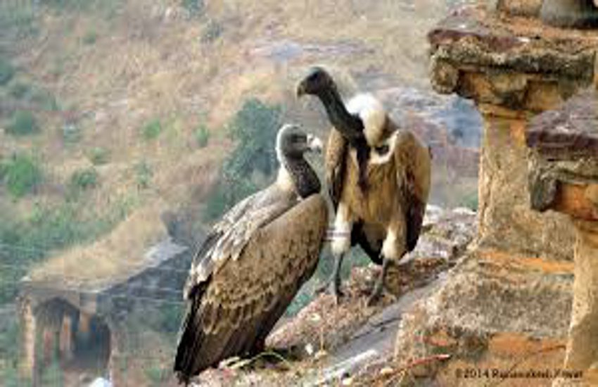  vultures
