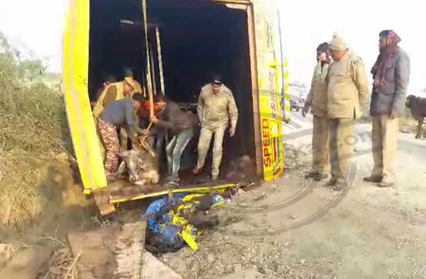 truck full of cattle reversed, 27 cattle died in bhilwara