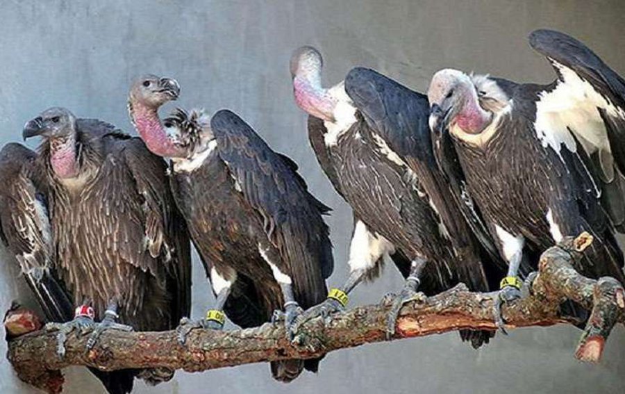 Birds count in Singrauli, forest department does not get vulture