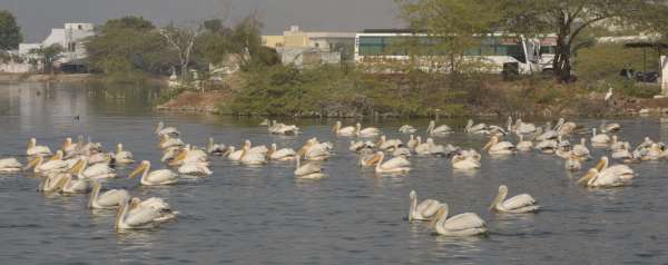 beautiful pics of migratory birds