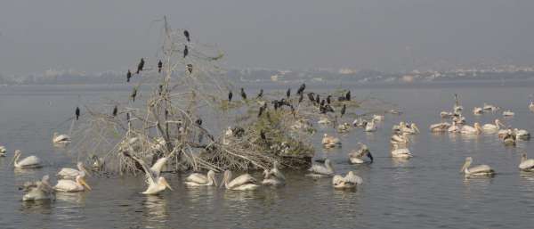 beautiful pics of migratory birds