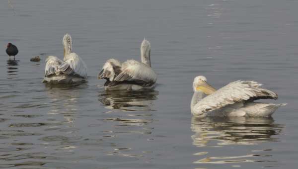 beautiful pics of migratory birds
