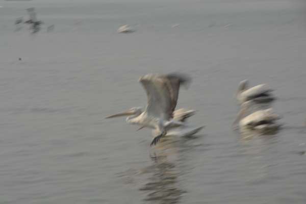 beautiful pics of migratory birds