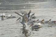 beautiful pics of migratory birds