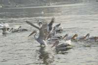 beautiful pics of migratory birds