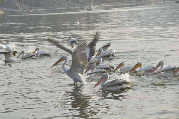 beautiful pics of migratory birds