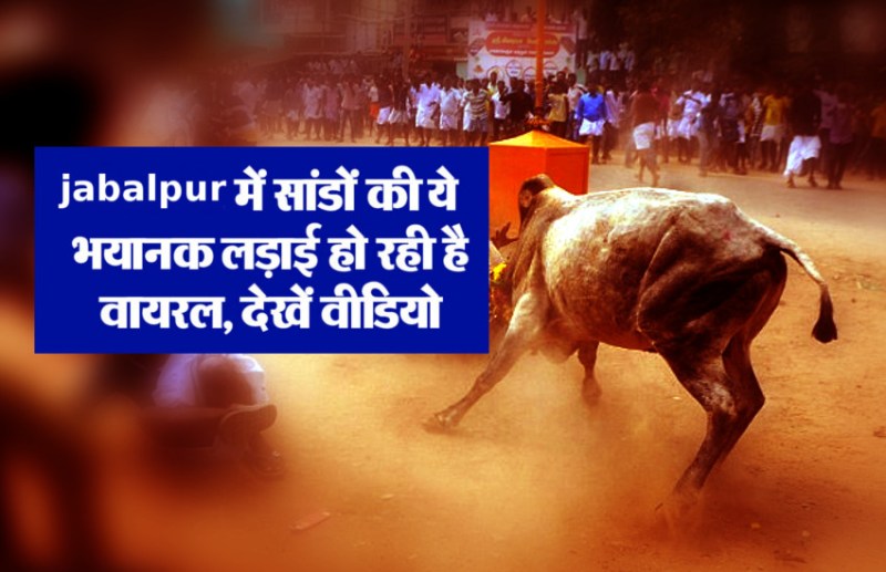 bull and bull fight videos in the death