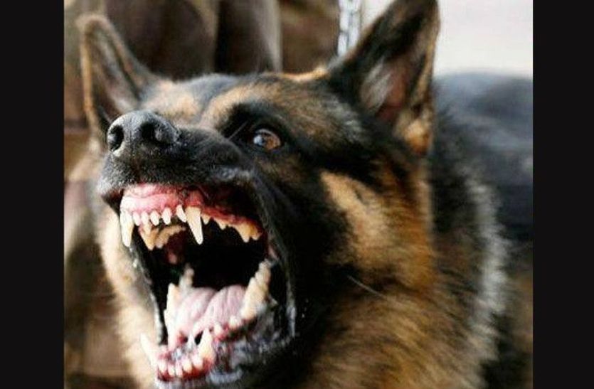 Rabies Injection Shortage In Alwar