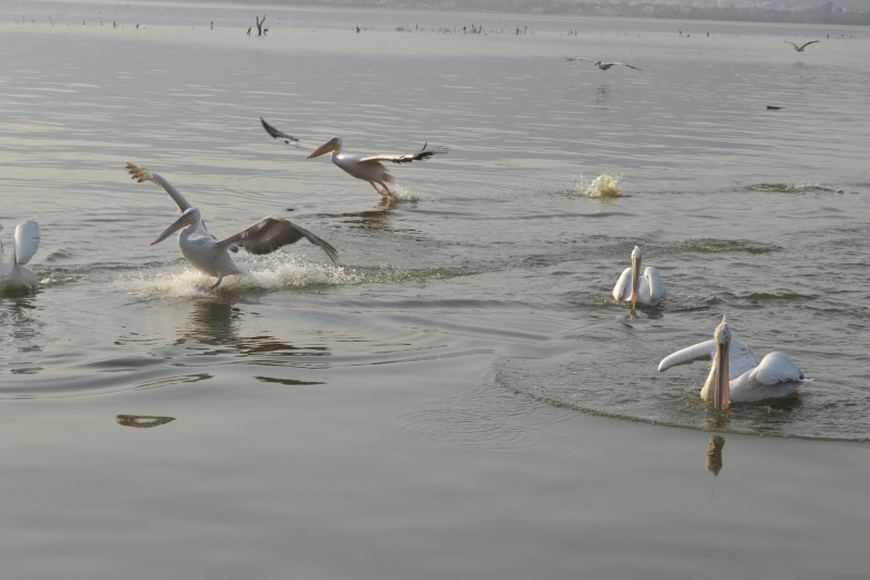 bird fair 2019 in ajmer