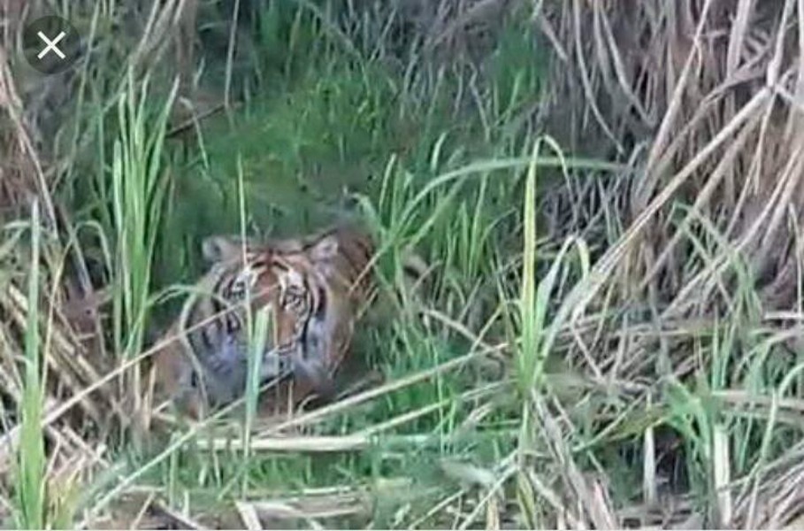 Tiger attacked in village