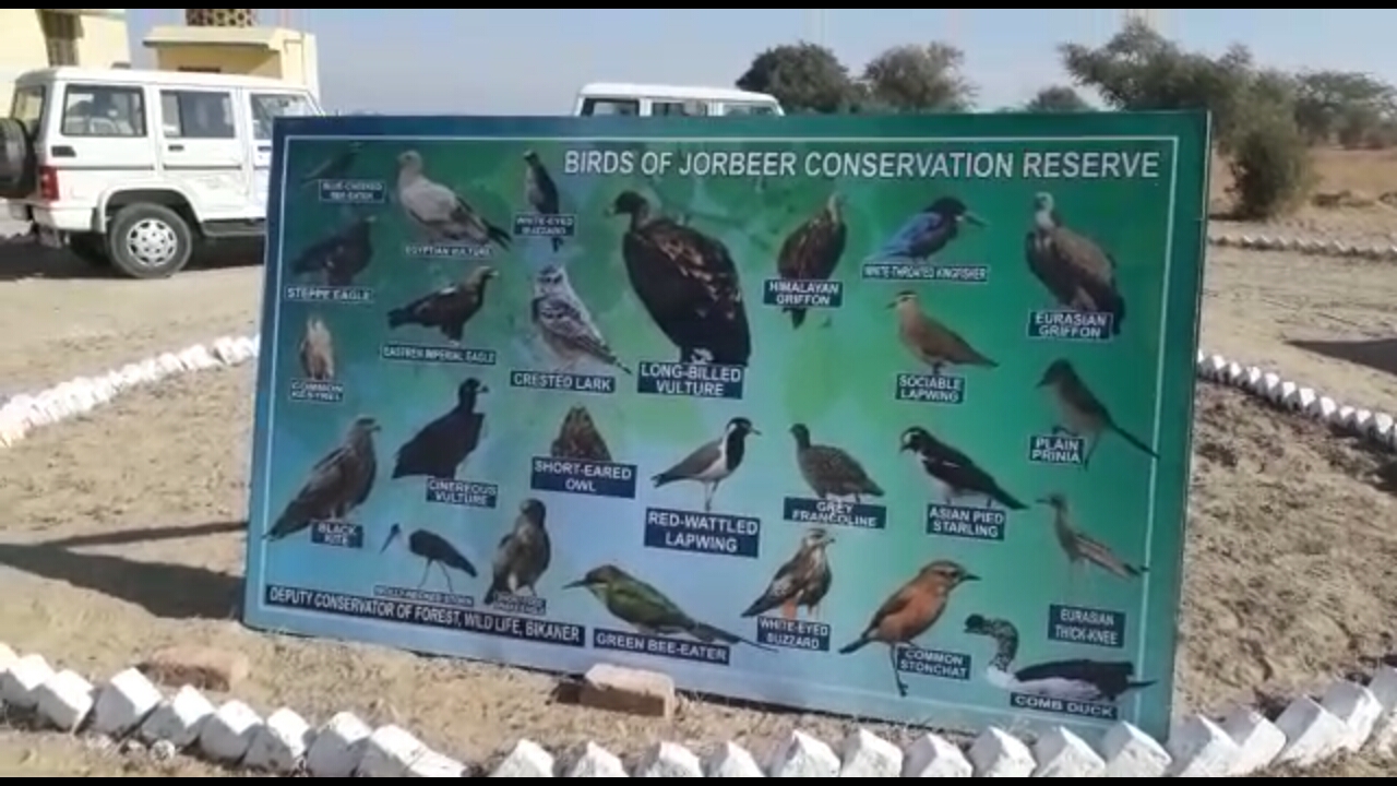 bird festival 2019 in biakner