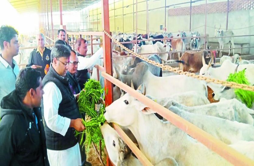 विधायक ने गायों को खिलाया हरा चारा