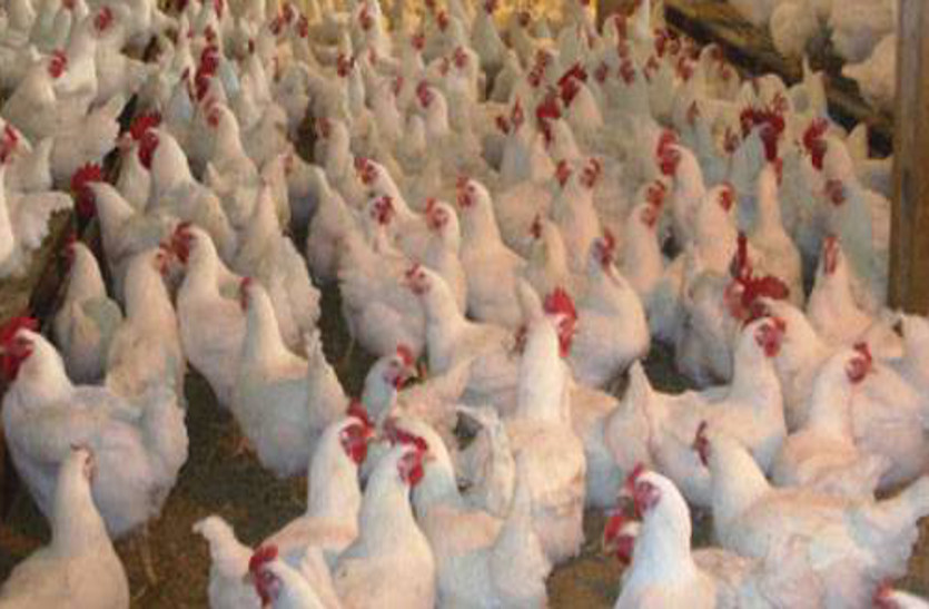 पोल्ट्री फार्म में चोरों की लग गई बुरी नजर, 400 मुर्गियों को लेकर भागे, पढि़ए पूरी खबर...