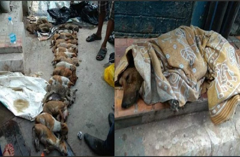 16 puppies dead body found in kolkata video went viral