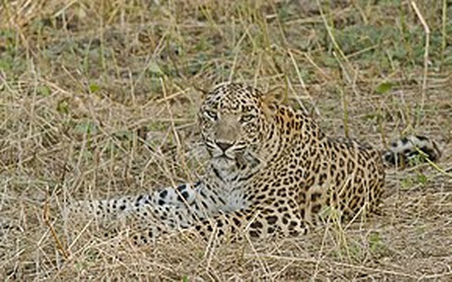 forest dept annual census