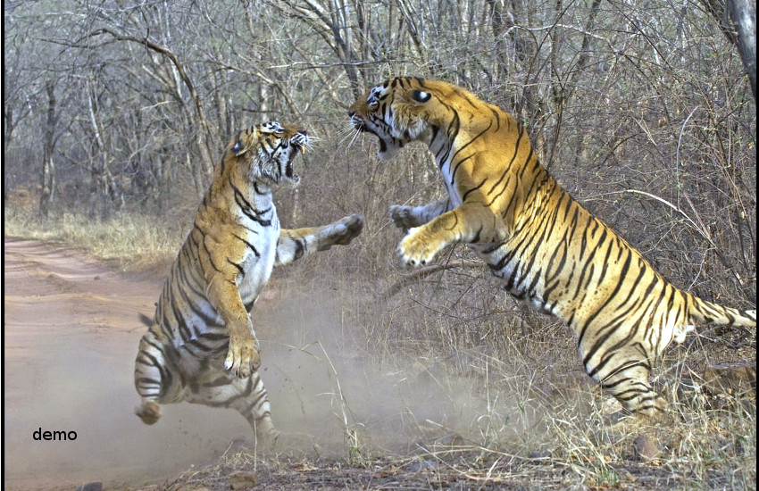 tiger fight goes viral in bandhavgarh tiger reserve