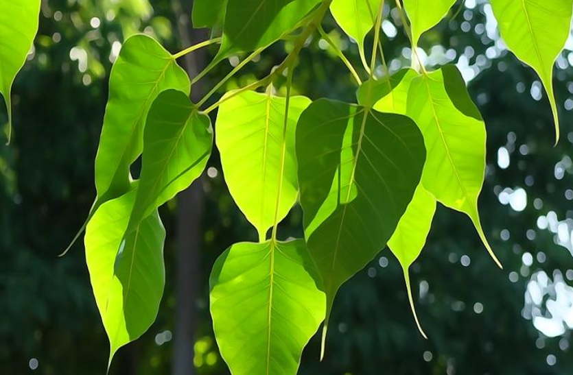peepal-s-fresh-green-leaves-benefits