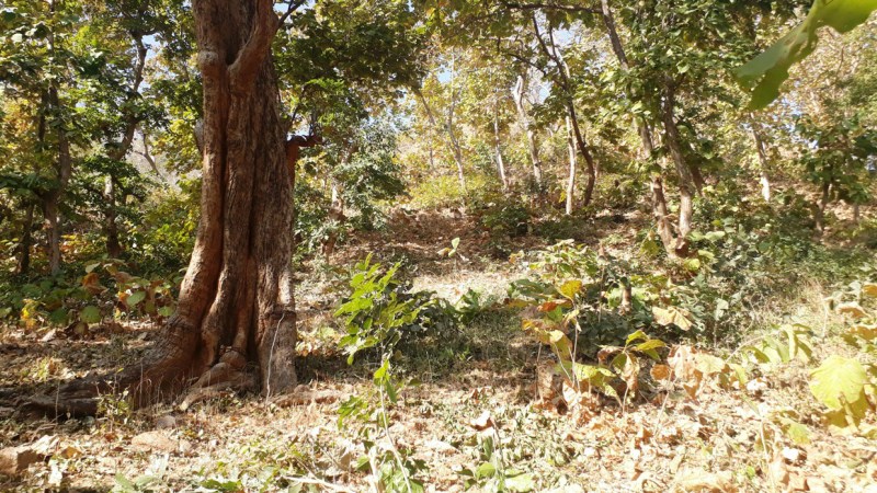 udaipur-jadol-forest-sagwan-tree-crime