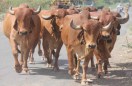 cow breeding center in sheopur
