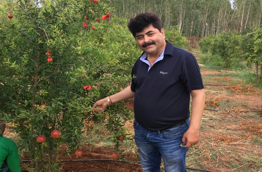 Farmers earn profits from pomegranate farming
